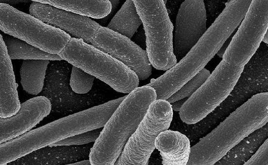e coli