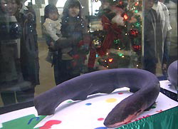 electric eel used to power xmas lights