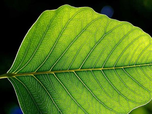 energy using artificial photosynthesis