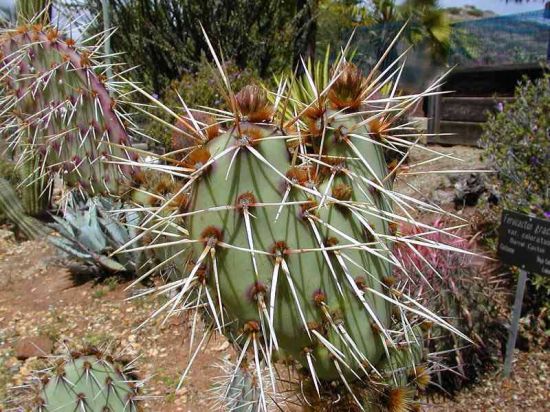 engineering cactus to generate renewable energy us