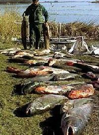 fish dead caused by cyanide poisoning 9