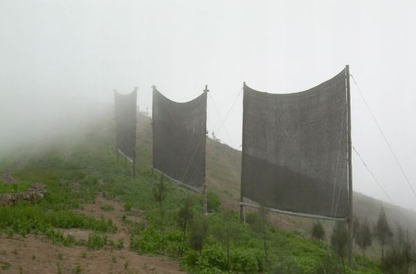 fog harvesting3