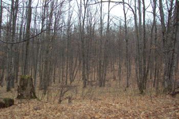 forest to form manure 9