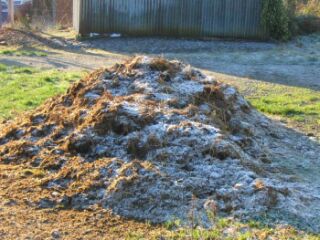 fresh manure