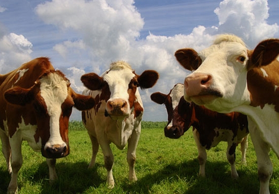 genetically engineering cows