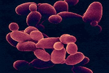 genetically modified yeast 9