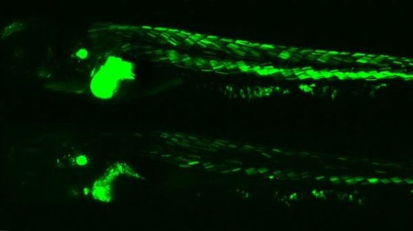 zebra fish size