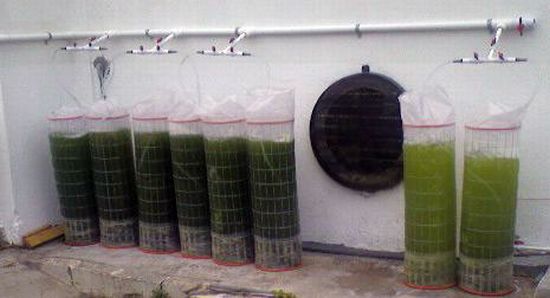 green power algae hcqsK 7071