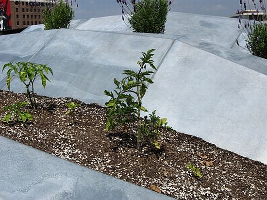 green roof2