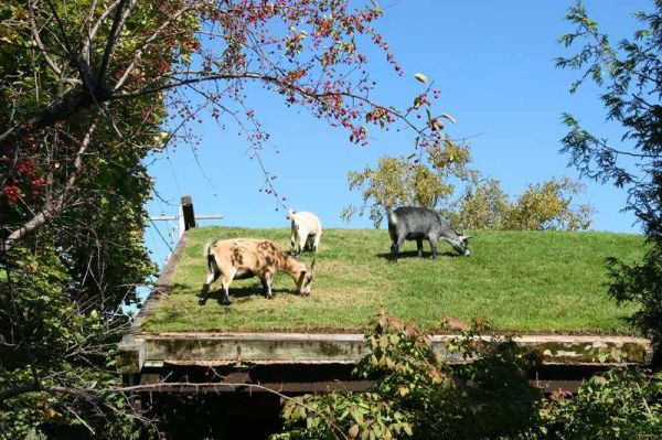 Green Roof Goat Pasture