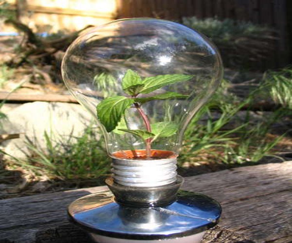 Greenhouse in a Light Bulb