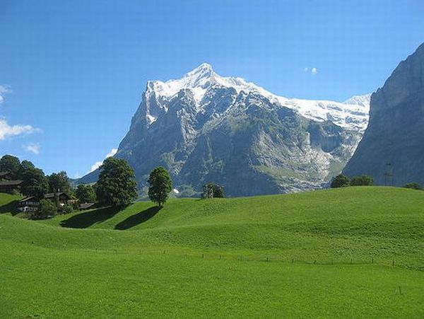 growing plastic in grass