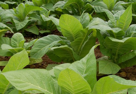 growing synthetic solar cells on tobacco plants 69