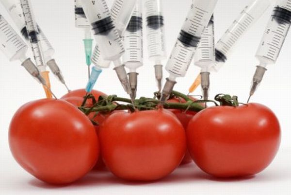 Harmful effects of genetically modified foods