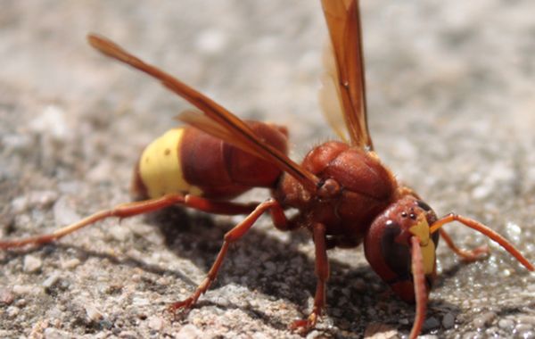 HORNET HAS NATURAL SOLAR CELLS IN ITS BODY