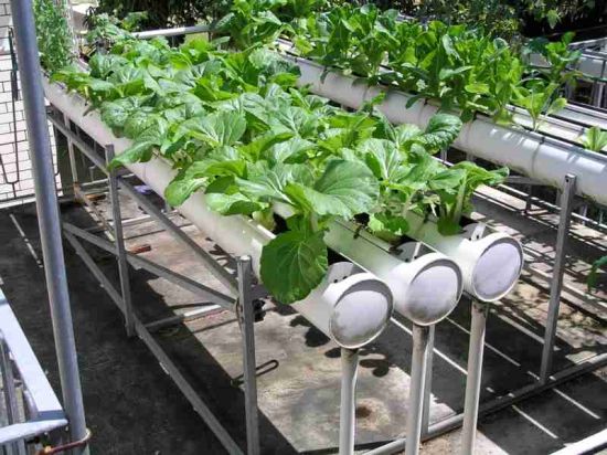 hydroponic re circulating system