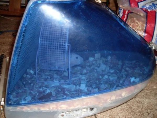 IMac as a Hamster Cage