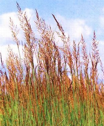 indian grass 9