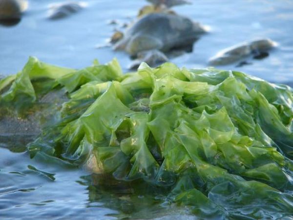 Is Seaweed the Future of Biofuel?