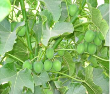 jatropha plant