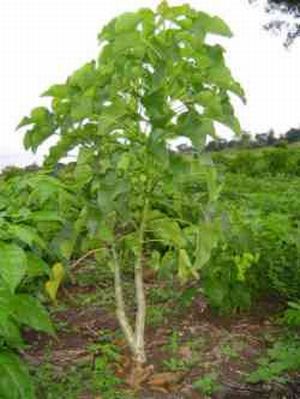 jatropha plant6
