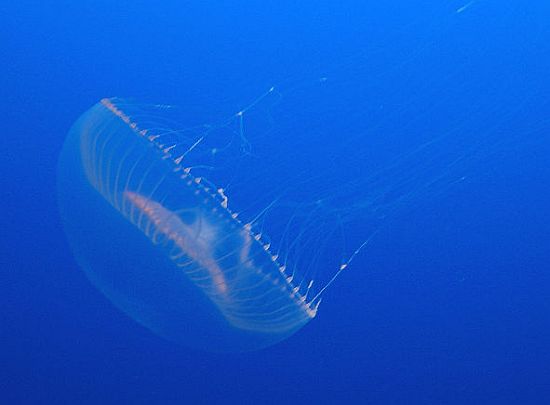 jellyfish protein to be used to make solar cells
