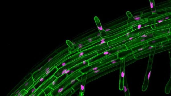 Lighting up plant cells to engineer biology