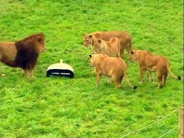 lions seem confused by this robotic device 9