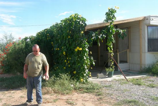 luffa cooling
