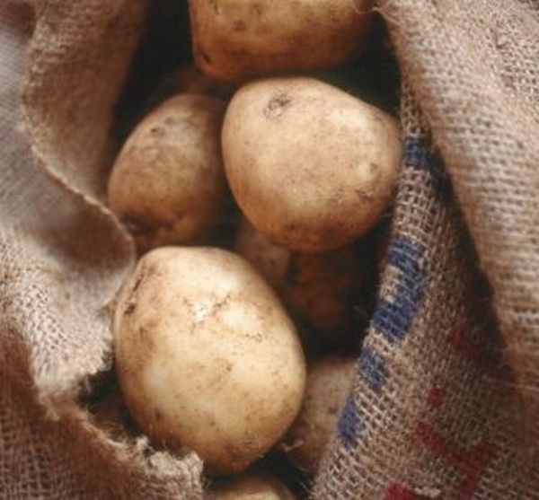 making bio plastics from potatoes