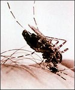 malarial mosquito