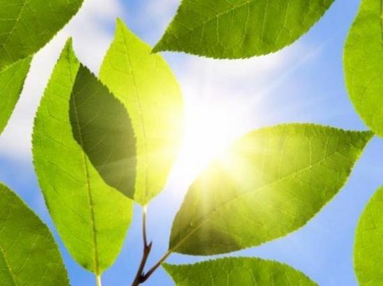 mimicking nature water based artificial leaf produ