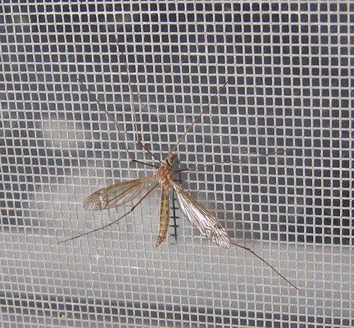 Mosquito netted window screen