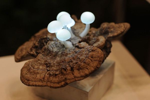 Mushroom lights in reclaimed wood