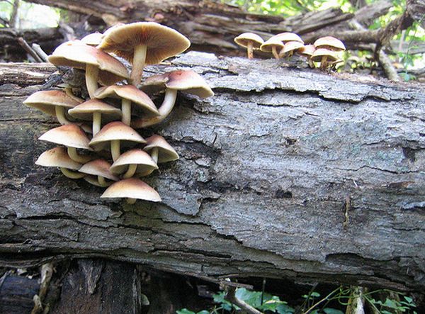 Mushrooms and Lichen Turn Plant Waste into Biofuel