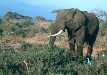 national park in kenya
