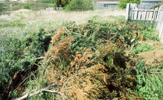 new process turns forest waste into biocrude