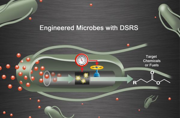 New Synthetic Biology Technique Boosts Microbial Production of Diesel Fuel.