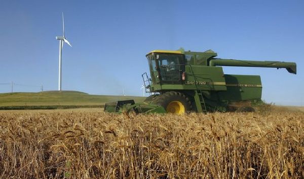 New variety of salt-tolerant wheat could help address food shortages