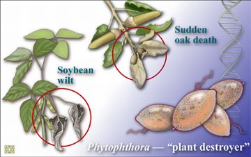 of costly plant pathogens