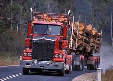 ogging of oldgrowth asmanian softwood trees