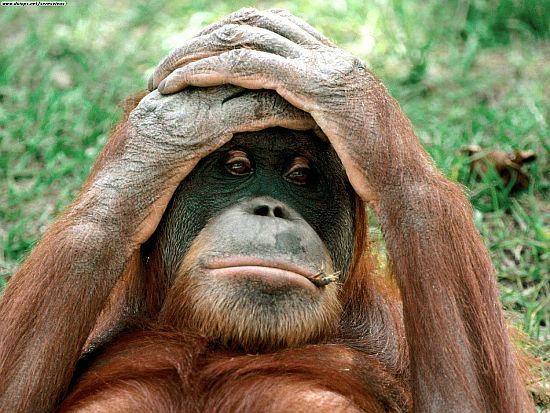 orangutan suffering