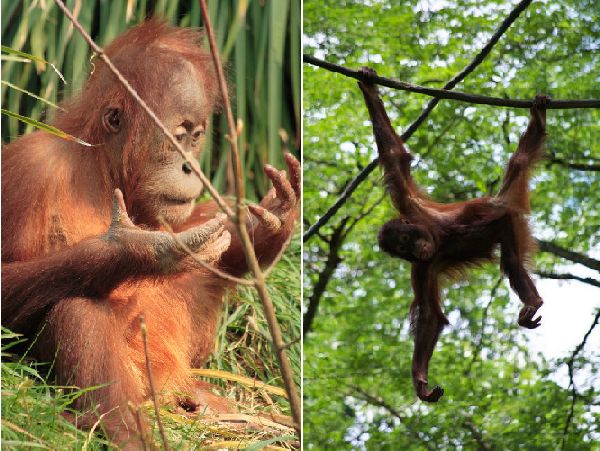 Orangutans use complex engineering skills to build nests in the Indonesian treetops