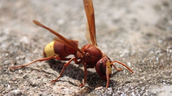 oriental hornet