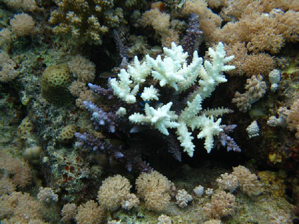 Pacific Islands May Become Refuge for Corals in a Warming Climate