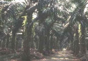palm oil production high in singapore