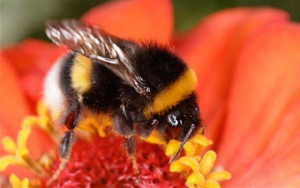 Pesticides harming bee populations