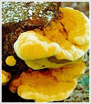 phellinus linteus mushroom