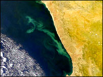 phytoplankton blooms seen from space