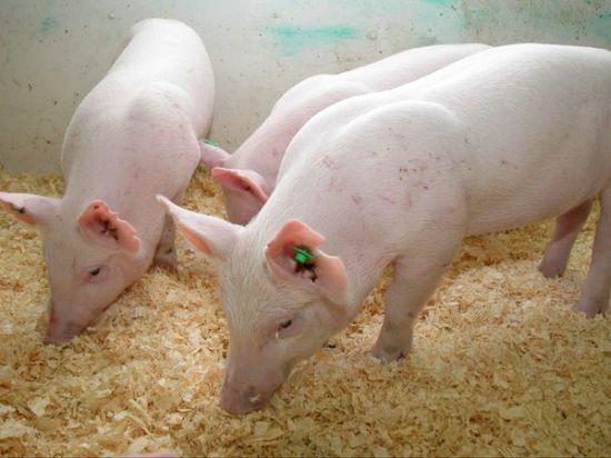 pigs